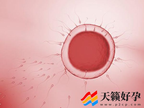 t卵p怀：女性同性恋之间实现生育的方式(图1)