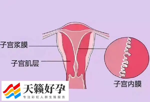 绝经后试管移植前调理子宫内膜一般要多久(图1)