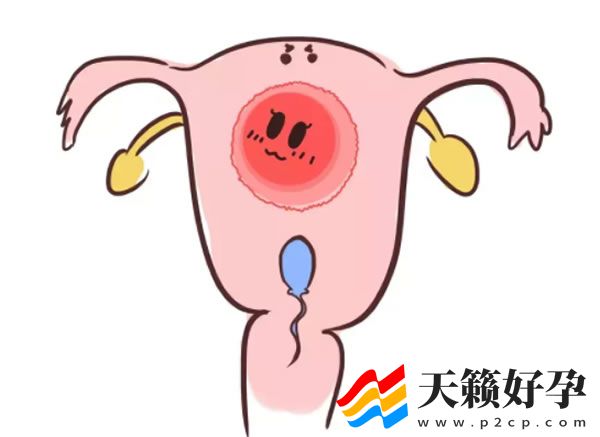 宫颈狭窄在杭州做试管用什么方案好附流程步骤及收费标准(图1)